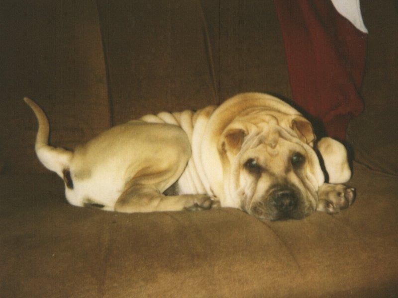 Dog - Shar-Pei puppy (Canis lupus familiaris) {!--개, 샤페이-->; DISPLAY FULL IMAGE.