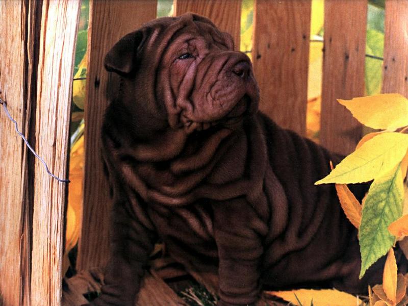 Dog - Shar-Pei (Canis lupus familiaris) {!--개, 샤페이-->; DISPLAY FULL IMAGE.