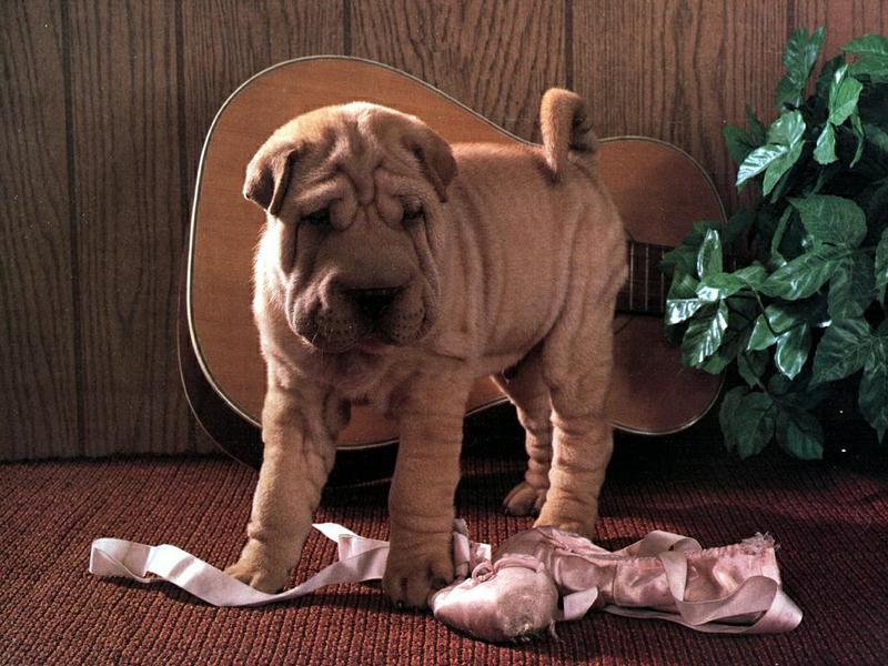 Dog - Shar-Pei (Canis lupus familiaris) {!--개, 샤페이-->; DISPLAY FULL IMAGE.