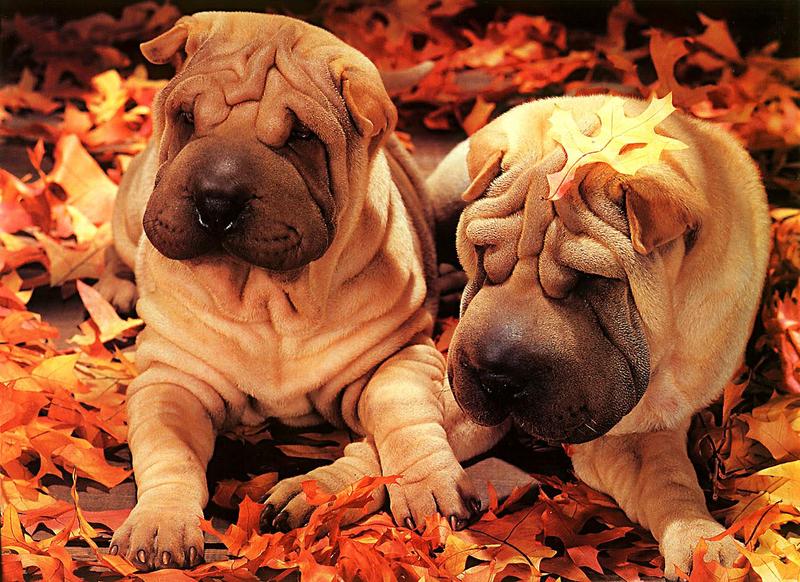 Dogs - Shar-Pei (Canis lupus familiaris) {!--개, 샤페이-->; DISPLAY FULL IMAGE.