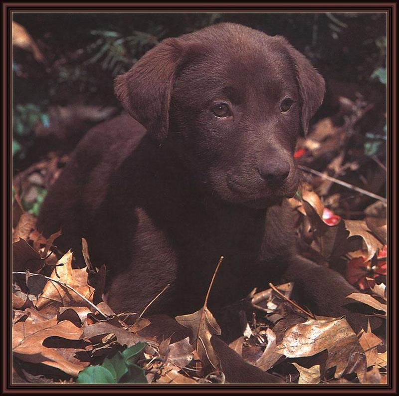 Dog - Labrador Retriever puppy (Canis lupus familiaris) {!--강아지, 래브라도 리트리버-->; DISPLAY FULL IMAGE.