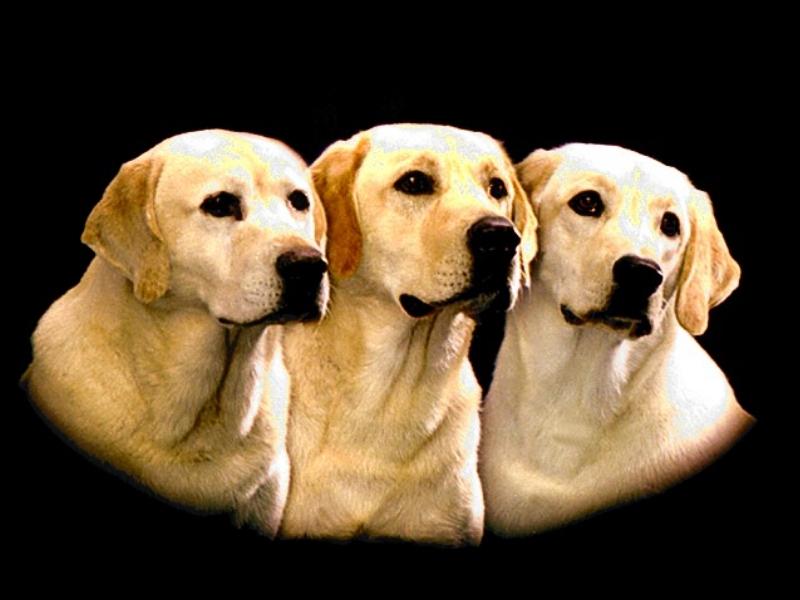 Dogs - Labrador Retriever (Canis lupus familiaris) {!--개, 래브라도 리트리버-->; DISPLAY FULL IMAGE.