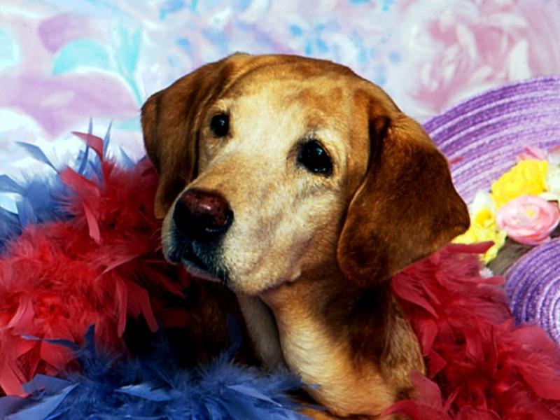 Dog - Labrador Retriever (Canis lupus familiaris) {!--개, 래브라도 리트리버-->; DISPLAY FULL IMAGE.