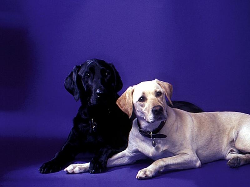 Dogs - Labrador Retriever (Canis lupus familiaris) {!--개, 래브라도 리트리버-->; DISPLAY FULL IMAGE.