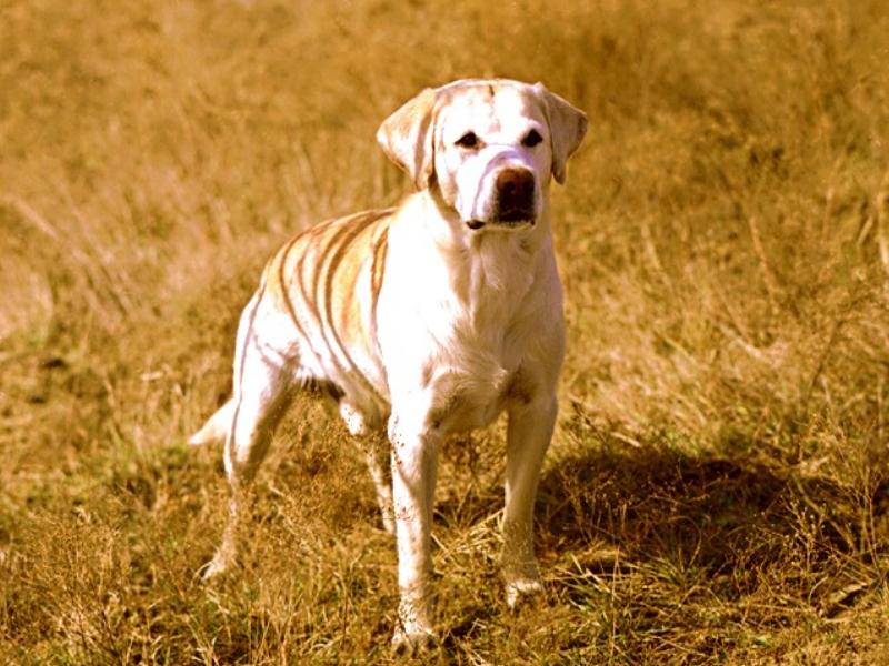 Dog - Labrador Retriever (Canis lupus familiaris) {!--개, 래브라도 리트리버-->; DISPLAY FULL IMAGE.