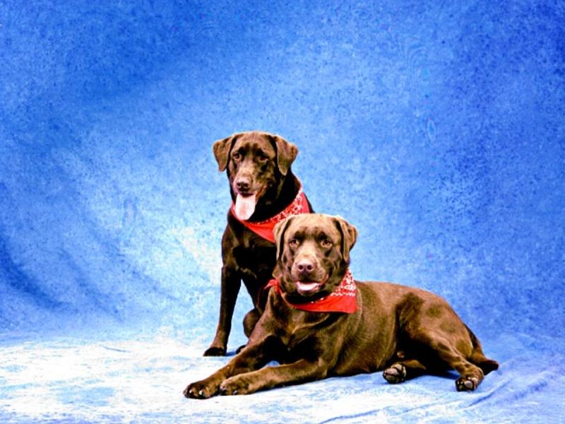 Dogs - Labrador Retriever (Canis lupus familiaris) {!--개, 래브라도 리트리버-->; DISPLAY FULL IMAGE.