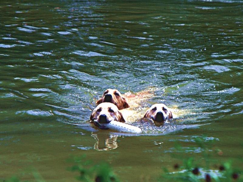 Dogs - Labrador Retriever (Canis lupus familiaris) {!--개, 래브라도 리트리버-->; DISPLAY FULL IMAGE.