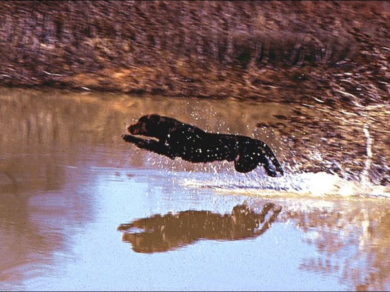 Dog - Labrador Retriever (Canis lupus familiaris) {!--개, 래브라도 리트리버-->; DISPLAY FULL IMAGE.