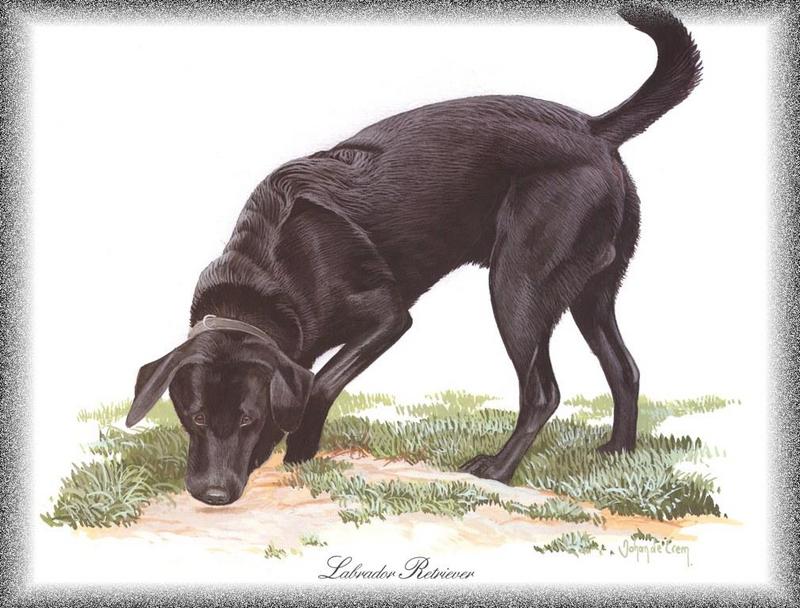 [Painting] Dog - Labrador Retriever (Canis lupus familiaris) {!--개, 래브라도 리트리버-->; DISPLAY FULL IMAGE.