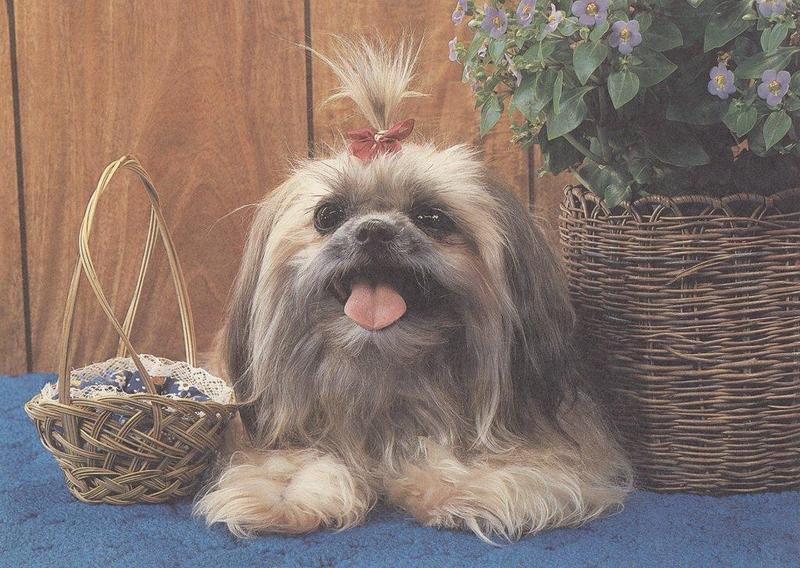 Dog - Shih-Tzu (Canis lupus familiaris) {!--개, 시쮸-->; DISPLAY FULL IMAGE.