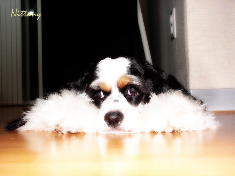 Dog - Spaniel (Canis lupus familiaris) {!--개, 스파니엘-->; DISPLAY FULL IMAGE.