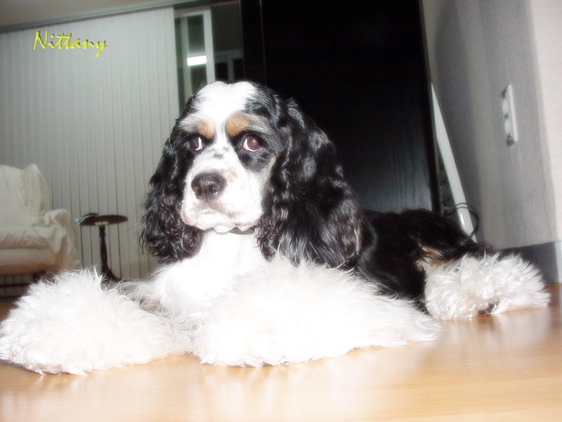 Dog - Spaniel (Canis lupus familiaris) {!--개, 스파니엘-->; DISPLAY FULL IMAGE.