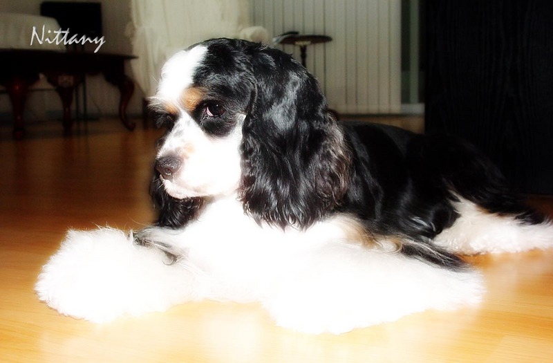 Dog - Spaniel (Canis lupus familiaris) {!--개, 스파니엘-->; DISPLAY FULL IMAGE.