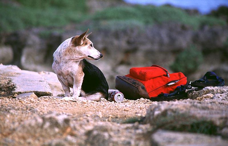 Dogs - Terrier (Canis lupus familiaris) {!--개, 테리어-->; DISPLAY FULL IMAGE.