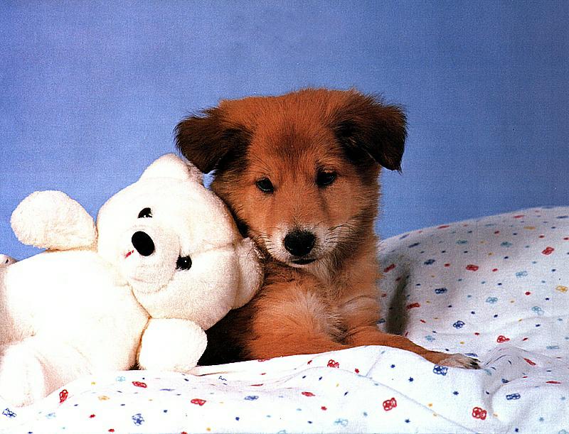 Dog - Shetland Sheepdog puppy (Canis lupus familiaris) {!--강아지, 쉐틀랜드 쉽독-->; DISPLAY FULL IMAGE.