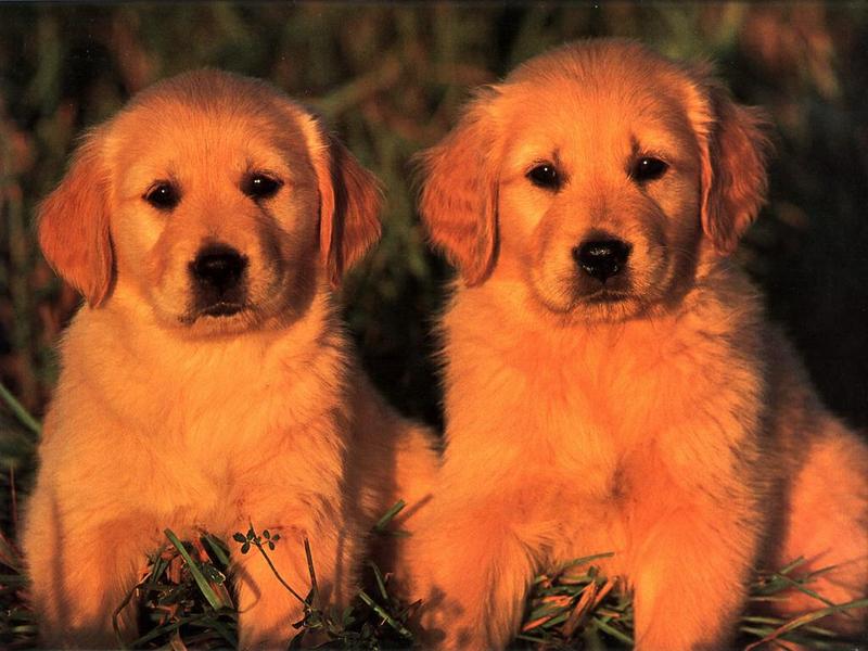 Dogs - Golden Retriever puppies (Canis lupus familiaris) {!--강아지, 골든 리트리버-->; DISPLAY FULL IMAGE.