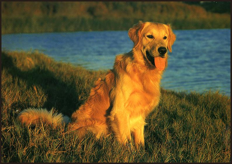 Dog - Golden Retriever (Canis lupus familiaris) {!--개, 골든 리트리버-->; DISPLAY FULL IMAGE.