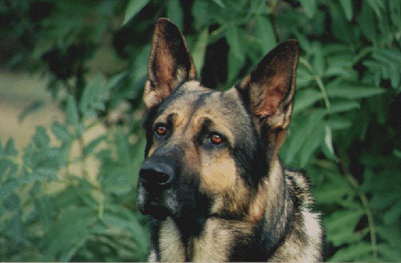 Dog - German Shepherd (Canis lupus familiaris) {!--개, 독일셰퍼드-->; DISPLAY FULL IMAGE.