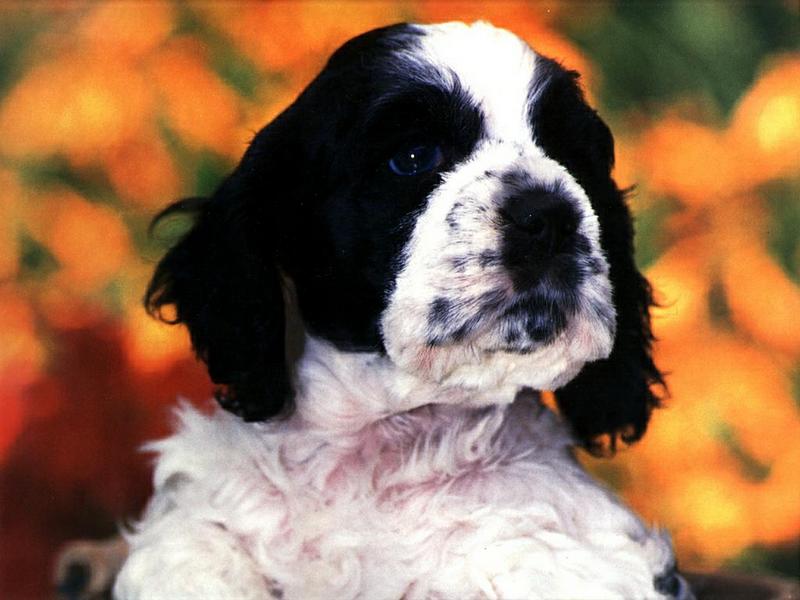 Dog - Cocker Spaniel puppy (Canis lupus familiaris) {!--강아지, 코커 스파니엘-->; DISPLAY FULL IMAGE.