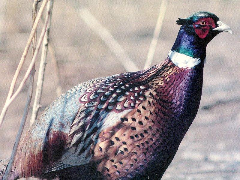 Ring-necked Pheasant male (Phasianus colchicus) {!--꿩, 장끼-->; DISPLAY FULL IMAGE.
