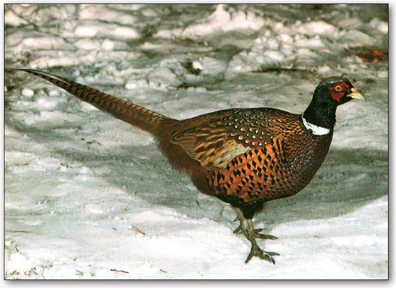 Ring-necked Pheasant male (Phasianus colchicus) {!--꿩, 장끼-->; DISPLAY FULL IMAGE.