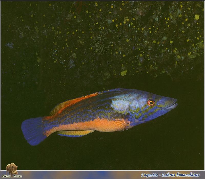 Cooko-wrasse (Labrus bimaculatus); DISPLAY FULL IMAGE.