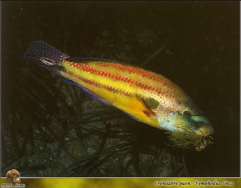 East Atlantic peacock wrasse - Symphodus tinca (Linneaus, 1758); DISPLAY FULL IMAGE.