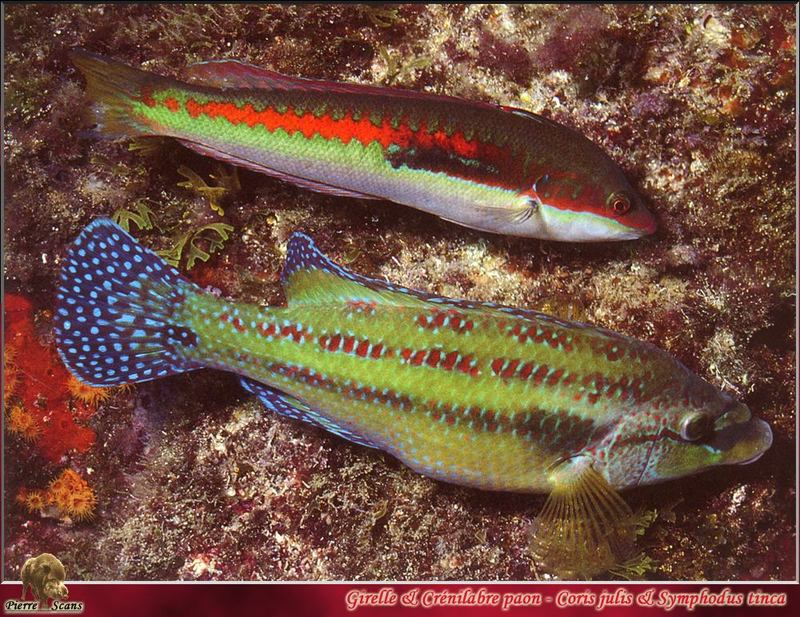 Rainbow Wrasse - Coris julis & East Atlantic peacock wrasse - Symphodus tinca (Linneaus, 1758); DISPLAY FULL IMAGE.