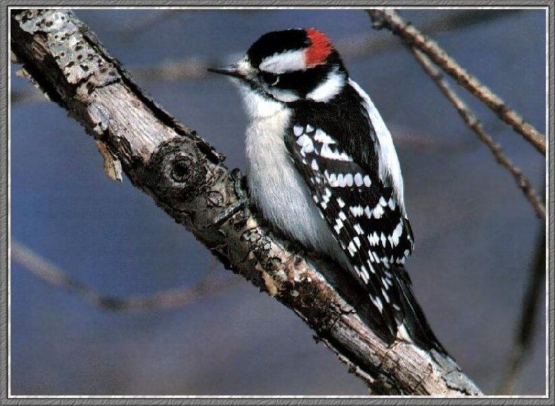 Downy Woodpecker (Picoides pubescens) {!--솜털딱다구리-->; DISPLAY FULL IMAGE.