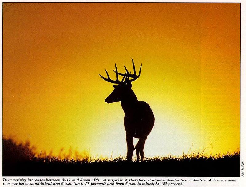 White-tailed Deer (Odocoileus virginianus) {!--흰꼬리사슴-->; DISPLAY FULL IMAGE.