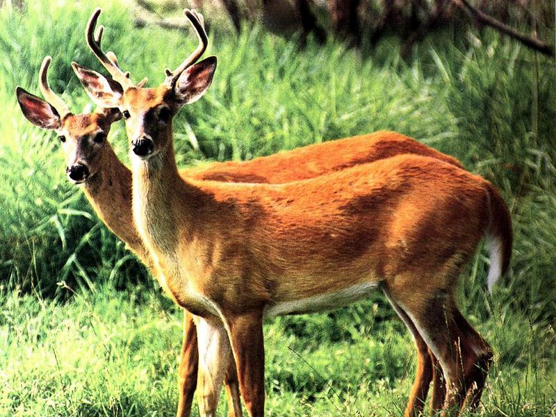 White-tailed Deer (Odocoileus virginianus) {!--흰꼬리사슴-->; DISPLAY FULL IMAGE.