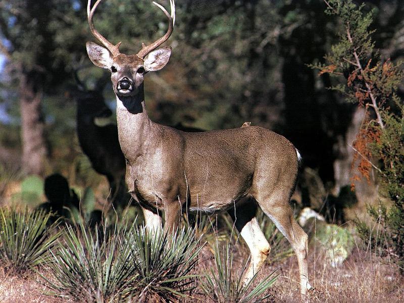 White-tailed Deer (Odocoileus virginianus) {!--흰꼬리사슴-->; DISPLAY FULL IMAGE.