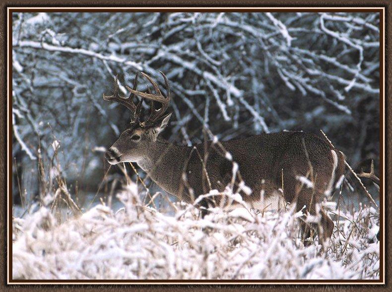 White-tailed Deer (Odocoileus virginianus) {!--흰꼬리사슴-->; DISPLAY FULL IMAGE.