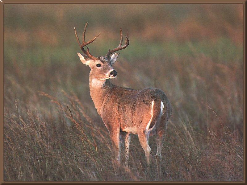 White-tailed Deer (Odocoileus virginianus) {!--흰꼬리사슴-->; DISPLAY FULL IMAGE.