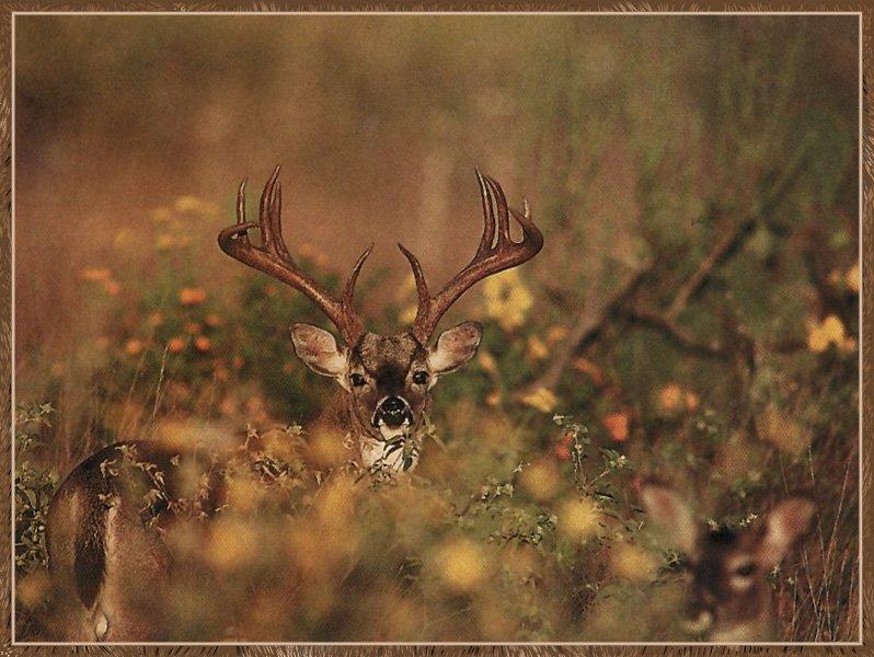 White-tailed Deer (Odocoileus virginianus) {!--흰꼬리사슴-->; DISPLAY FULL IMAGE.