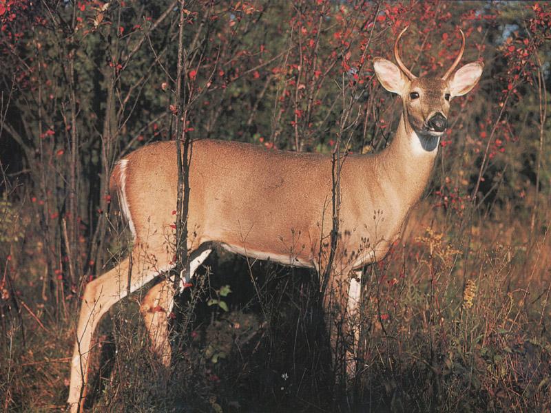 White-tailed Deer (Odocoileus virginianus) {!--흰꼬리사슴-->; DISPLAY FULL IMAGE.
