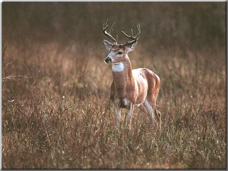 White-tailed Deer (Odocoileus virginianus) {!--흰꼬리사슴-->; DISPLAY FULL IMAGE.