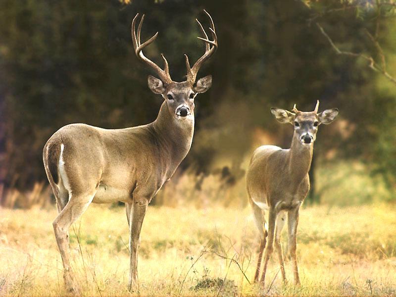 White-tailed Deer (Odocoileus virginianus) {!--흰꼬리사슴-->; DISPLAY FULL IMAGE.