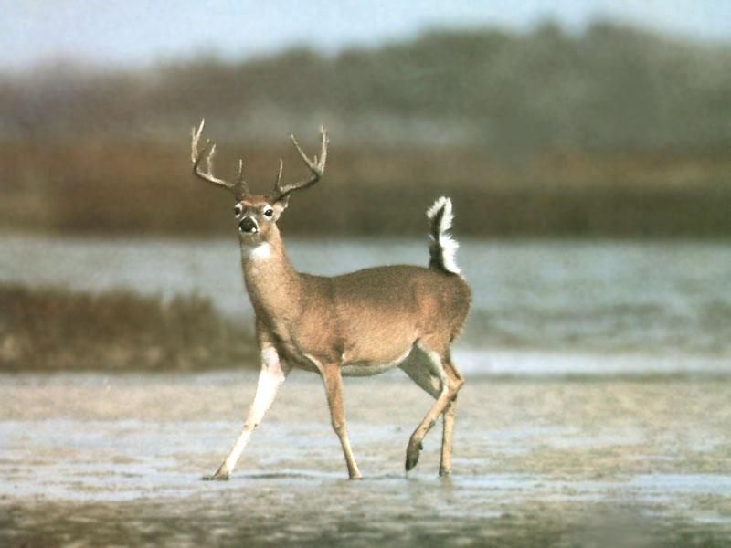 White-tailed Deer (Odocoileus virginianus) {!--흰꼬리사슴-->; DISPLAY FULL IMAGE.