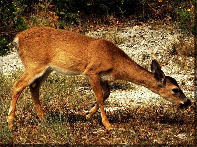 White-tailed Deer (Odocoileus virginianus) {!--흰꼬리사슴-->; DISPLAY FULL IMAGE.