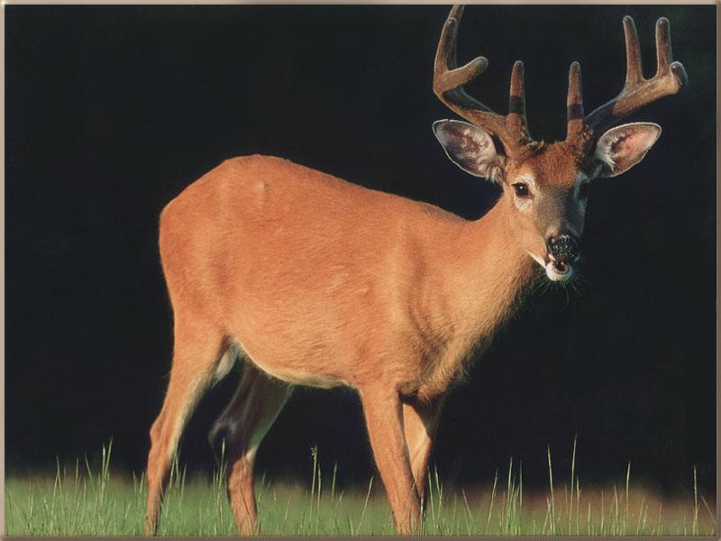 White-tailed Deer (Odocoileus virginianus) {!--흰꼬리사슴-->; DISPLAY FULL IMAGE.