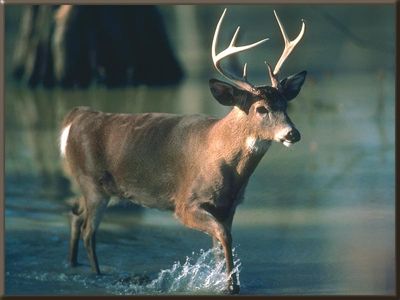 White-tailed Deer (Odocoileus virginianus) {!--흰꼬리사슴-->; DISPLAY FULL IMAGE.