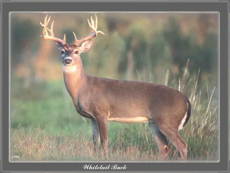 White-tailed Deer buck (Odocoileus virginianus) {!--흰꼬리사슴-->; DISPLAY FULL IMAGE.