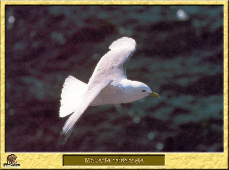 [Birds of Europe] Black-legged Kittiwake in flight (Rissa tridactyla) {!--세가락갈매기-->; DISPLAY FULL IMAGE.