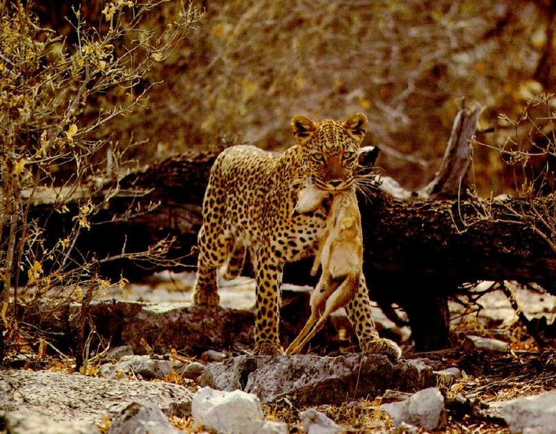 African Leopard hunted Dik-dik antelope; DISPLAY FULL IMAGE.