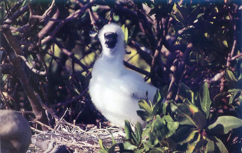 Blue-footed Booby chick (Sula nebouxii) {!--푸른발부비-->; DISPLAY FULL IMAGE.
