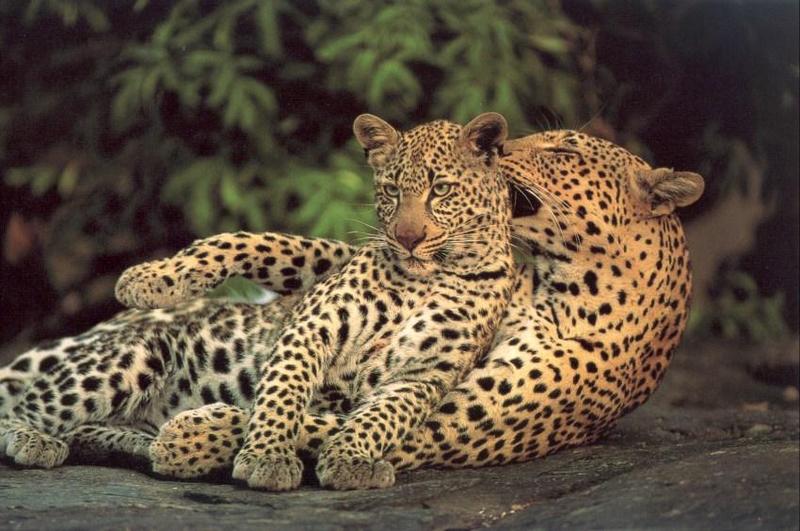 African Leopard mother and cub (Panthera pardus) {!--아프리카표범-->; DISPLAY FULL IMAGE.