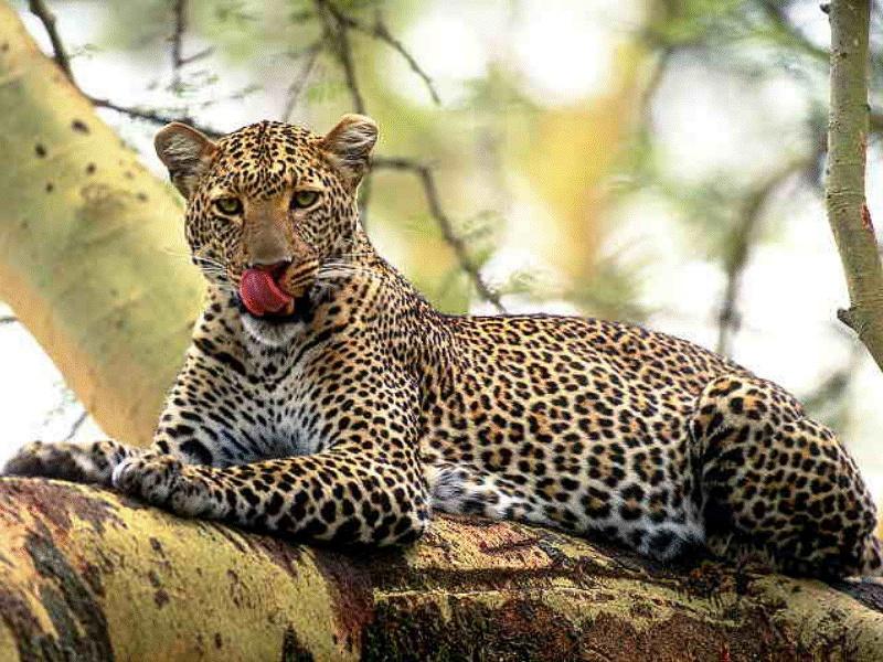 African Leopard (Panthera pardus) {!--아프리카표범-->; DISPLAY FULL IMAGE.