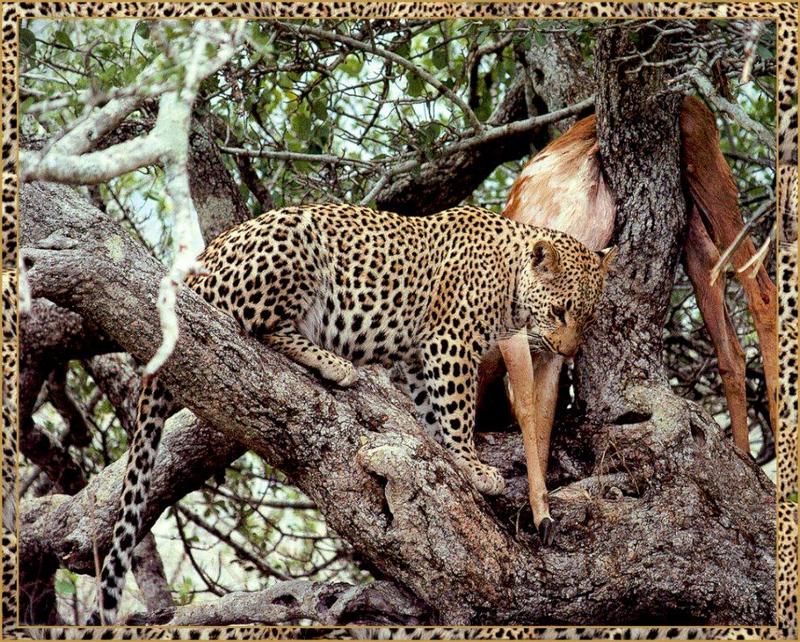 African Leopard (Panthera pardus) {!--아프리카표범-->; DISPLAY FULL IMAGE.