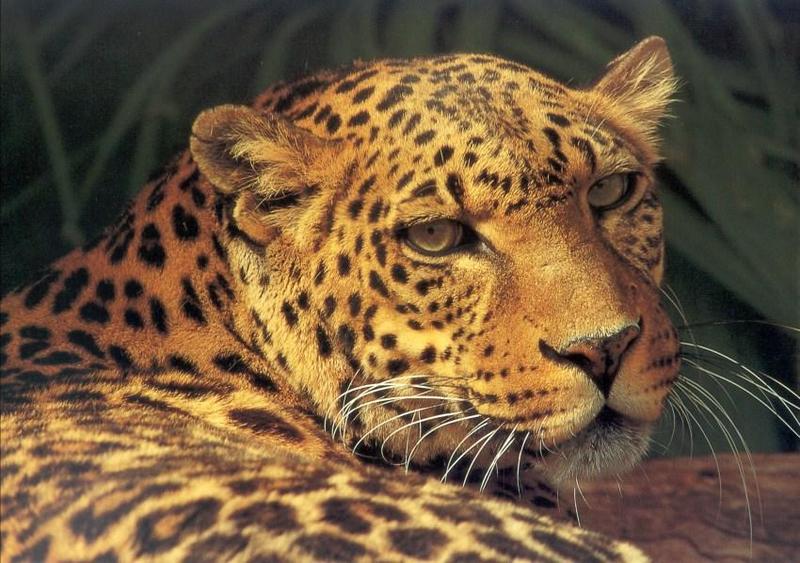 African Leopard (Panthera pardus) {!--아프리카표범-->; DISPLAY FULL IMAGE.